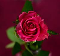 rose-693155__340